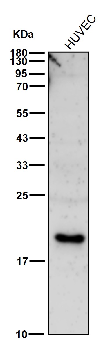 Claudin 3 Ab