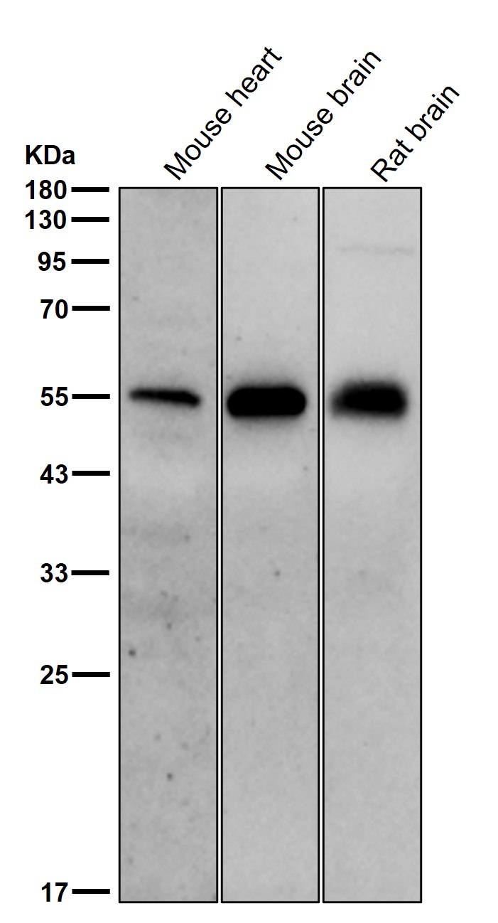 p-SHC1 (Y427) Ab