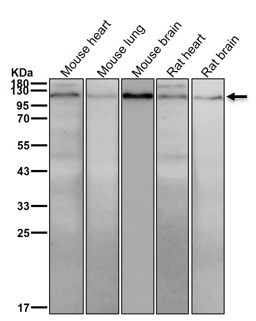 ILF3 Ab