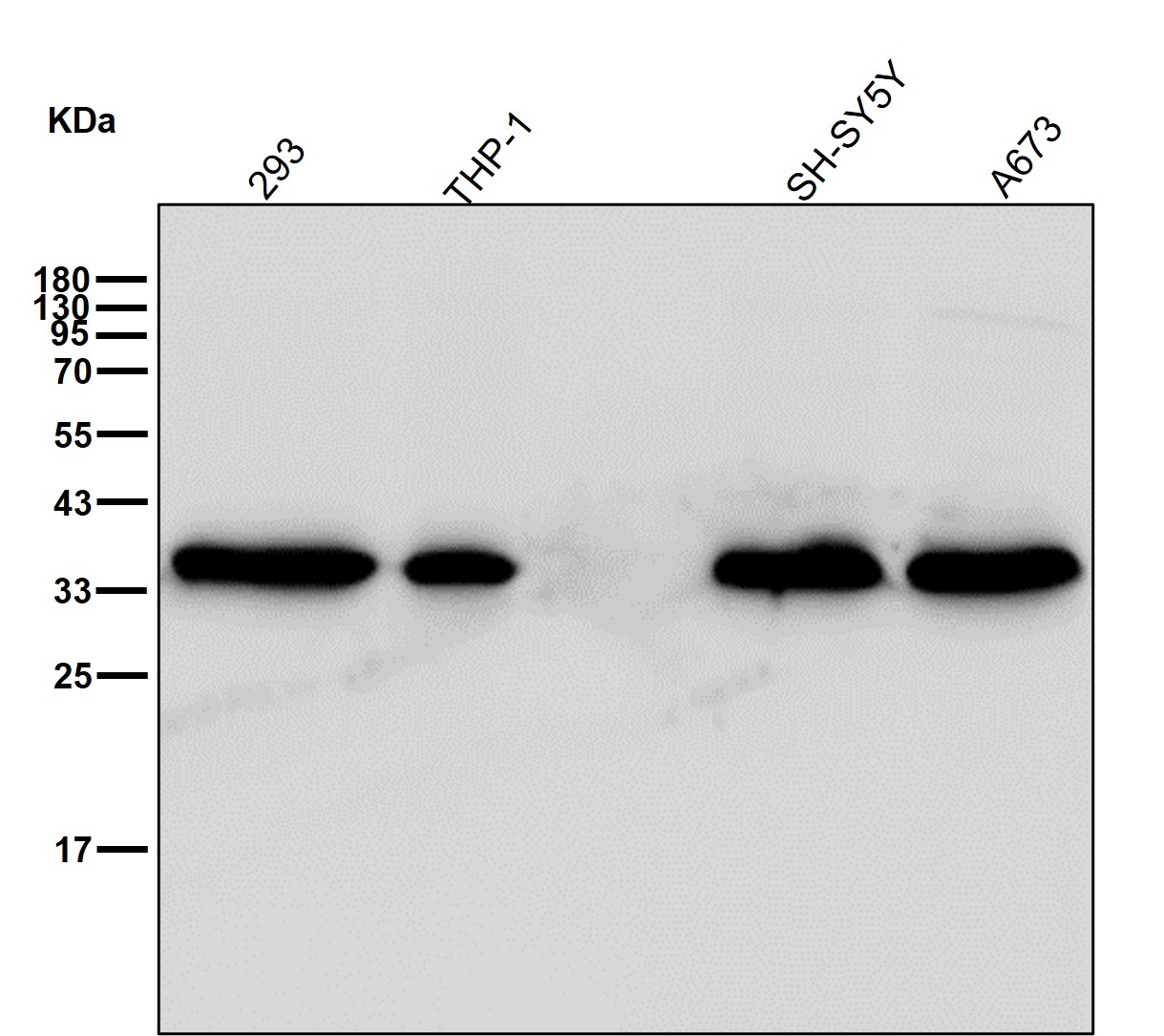PCNA Ab