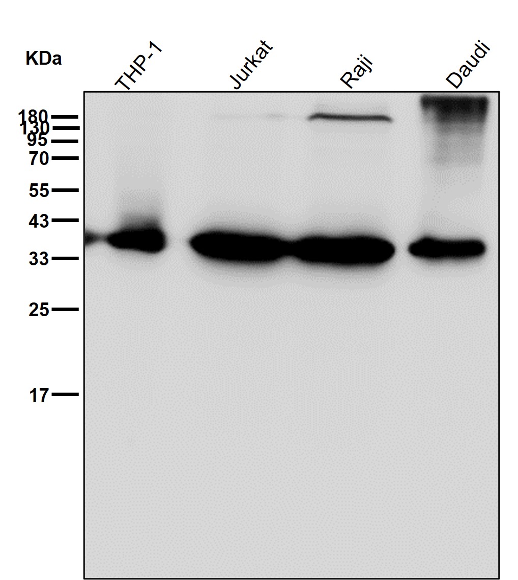 PCNA Ab