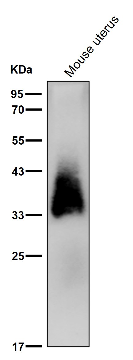 FKBP6 Ab