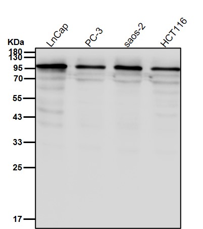 PKC mu Ab