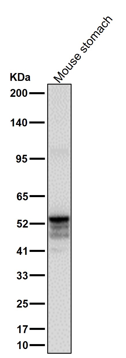 Cytokeratin 20 Ab