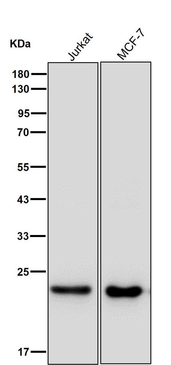 Peroxiredoxin 1 Ab