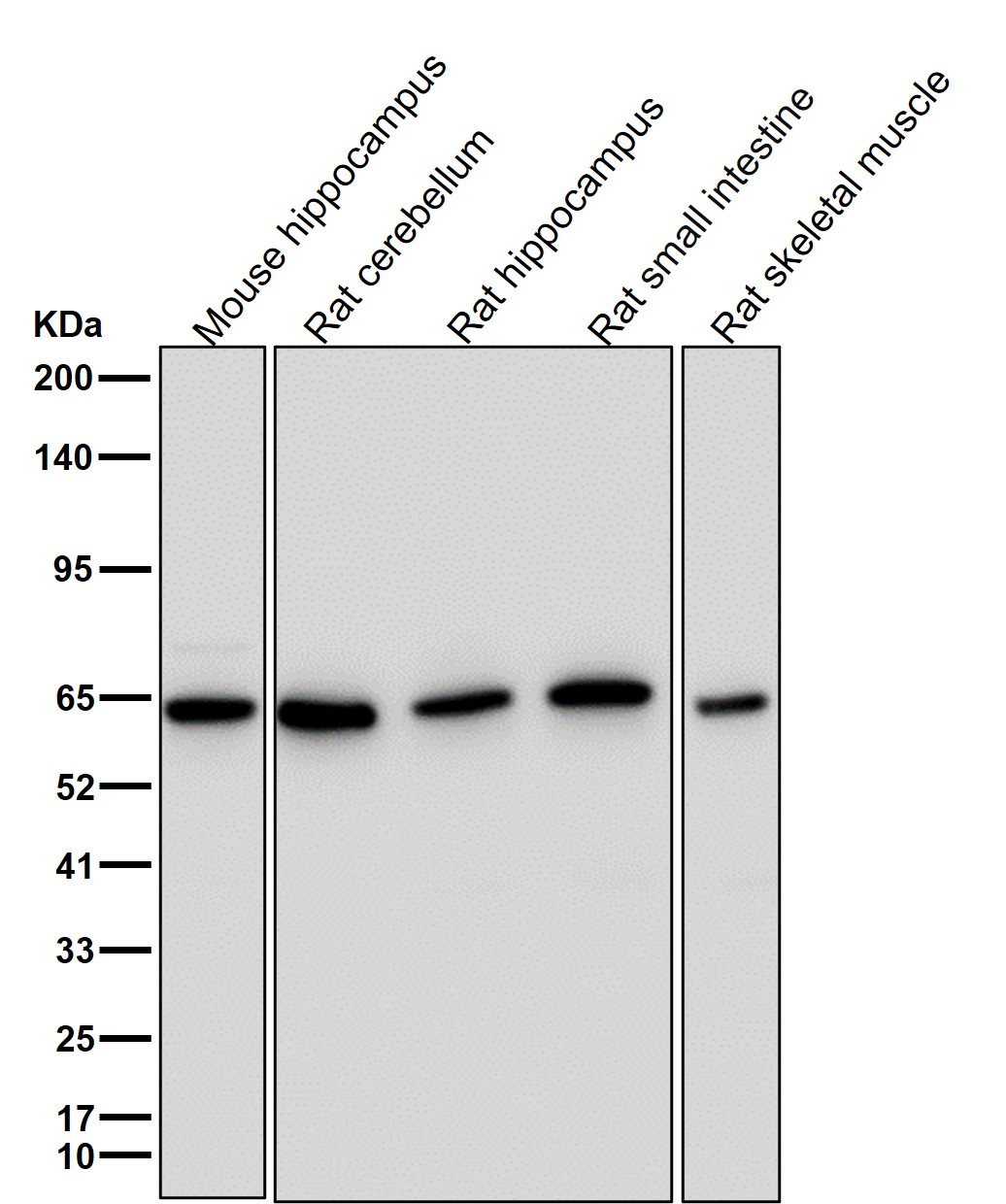 AMPK alpha 1 Ab