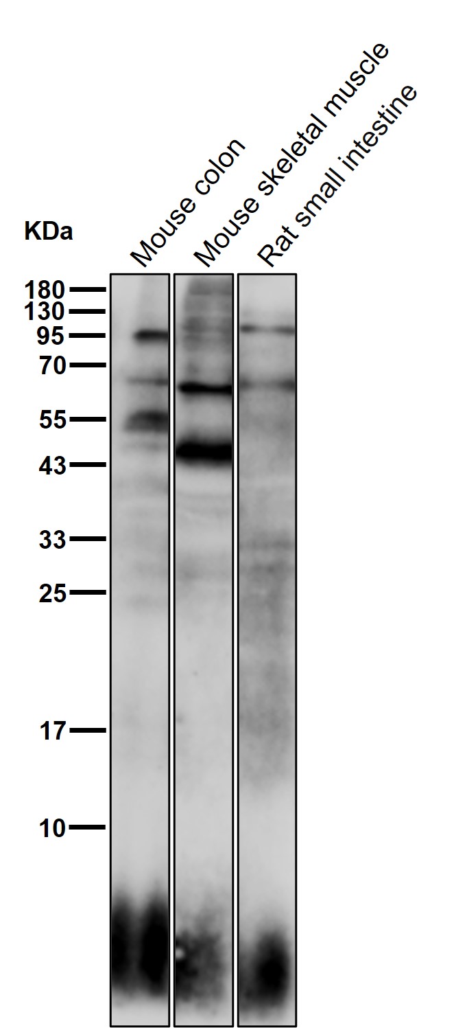 UQCR10 Ab