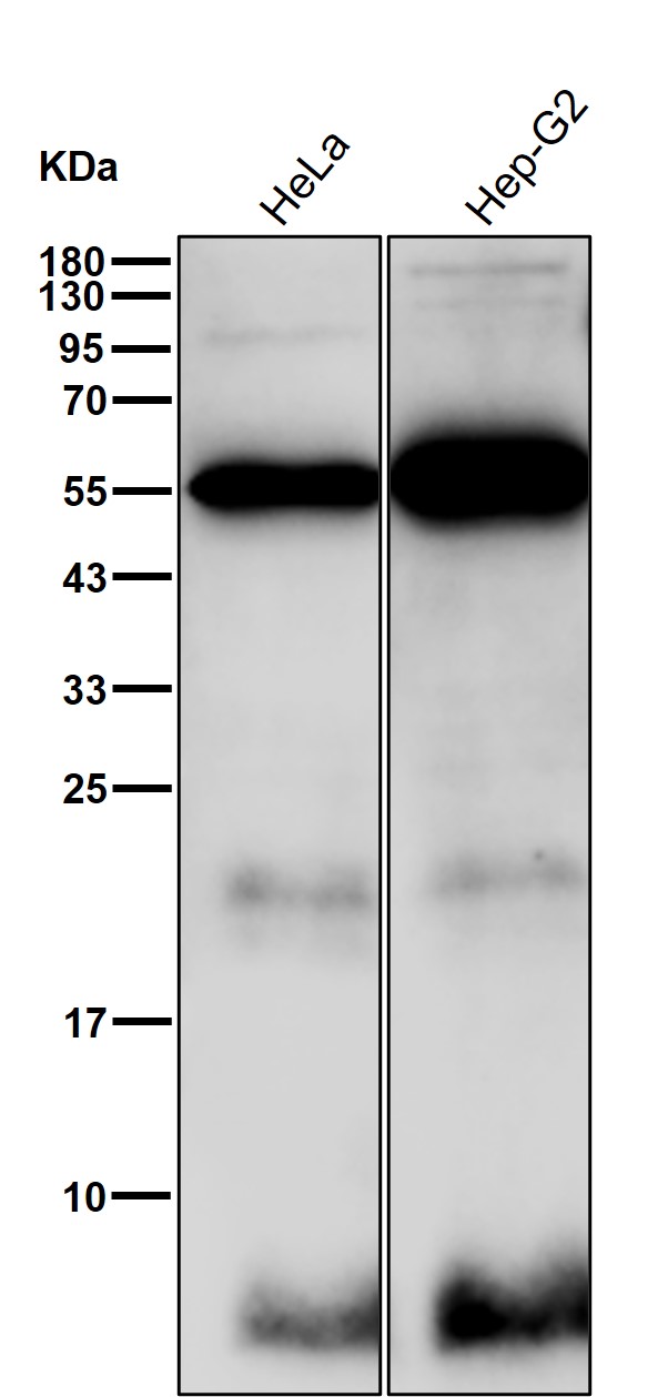 UQCR10 Ab