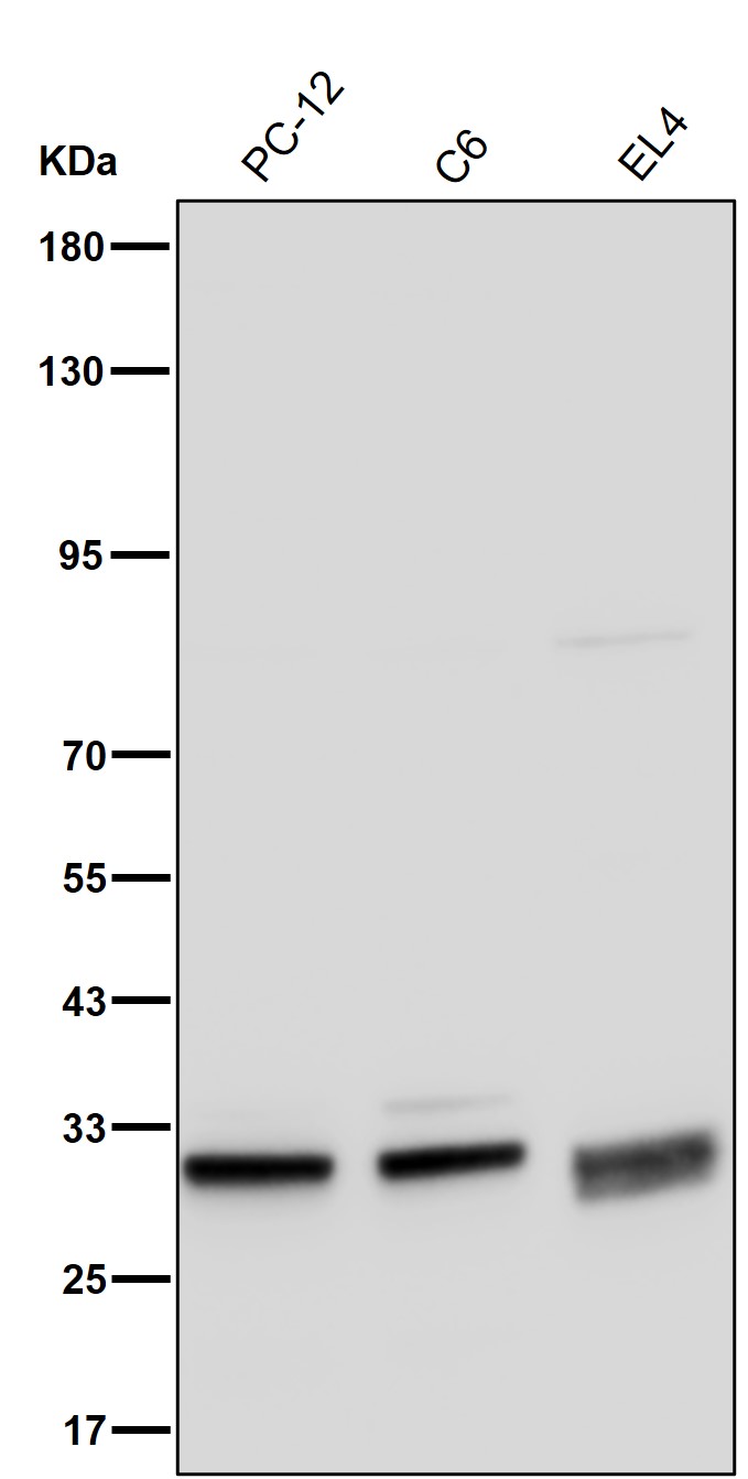 SRSF1 Ab