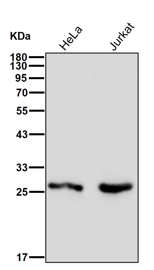 SRSF1 Ab