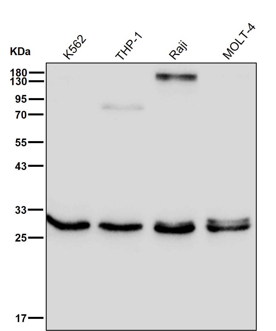 SRSF1 Ab