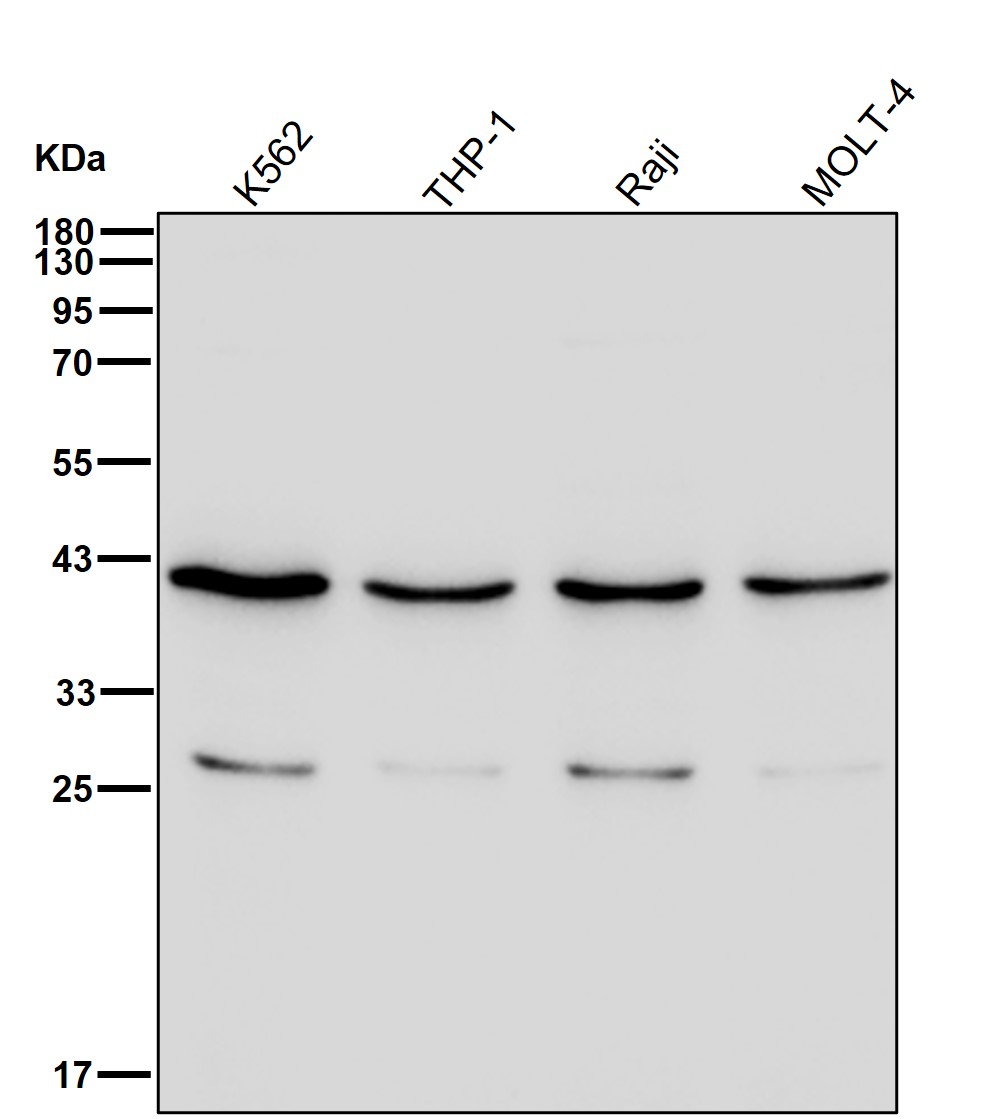 RPSA Ab
