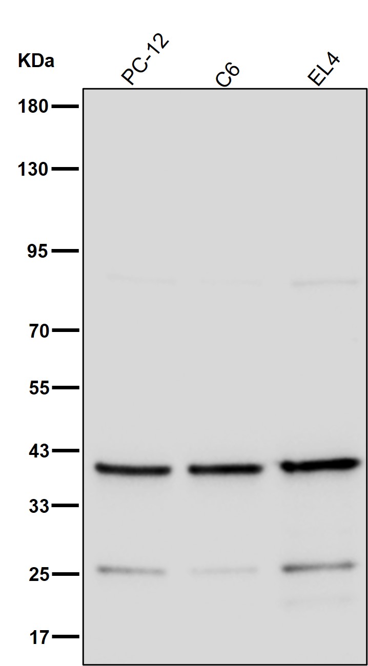 RPSA Ab