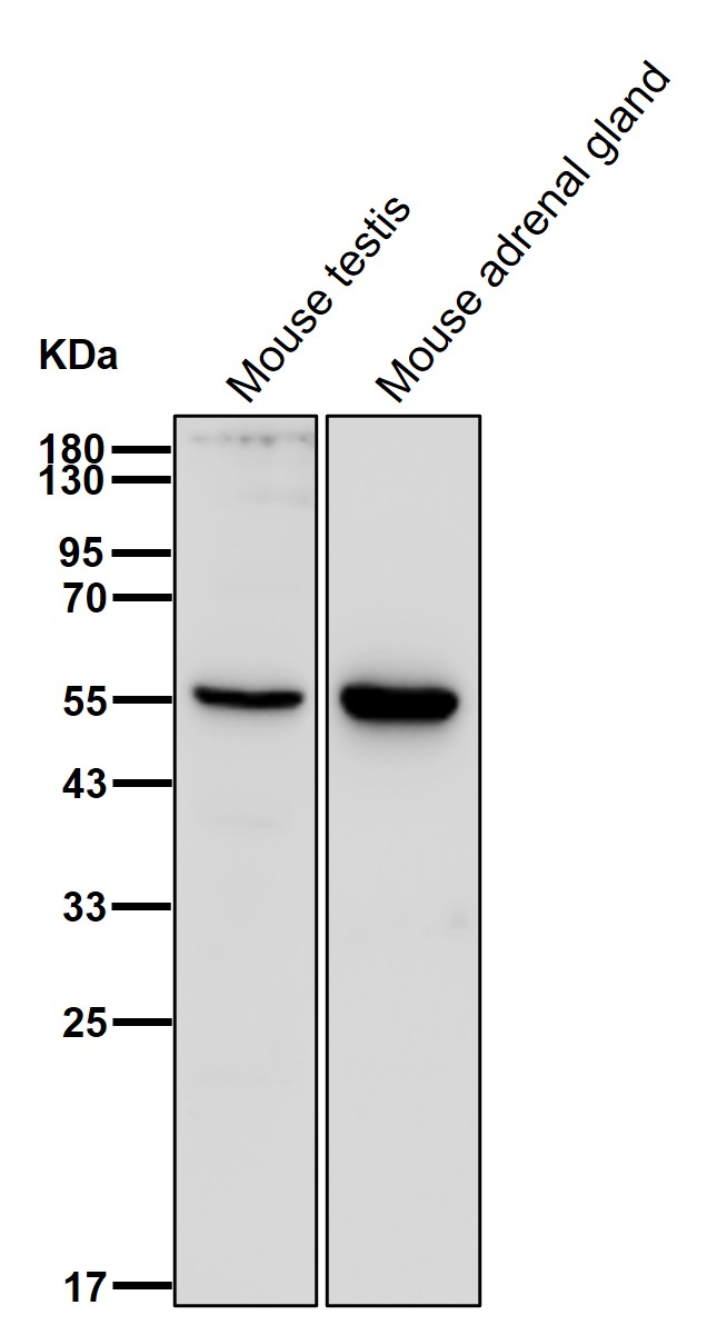 Cytochrome P450 17A1 Ab
