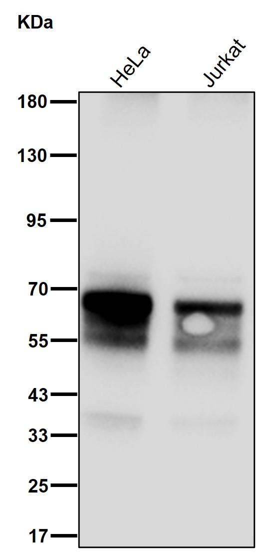 ARF GAP 2 Ab