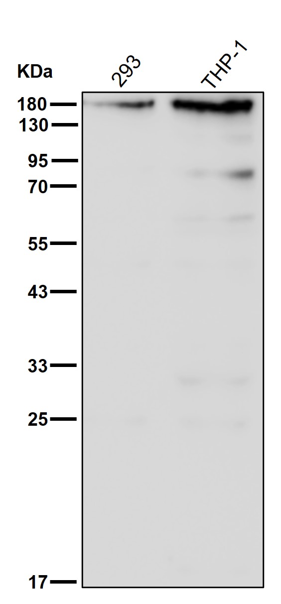 TARBP1 Ab