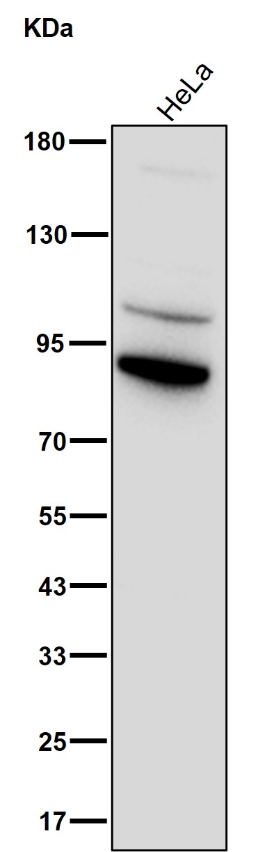 PLCD1 Ab