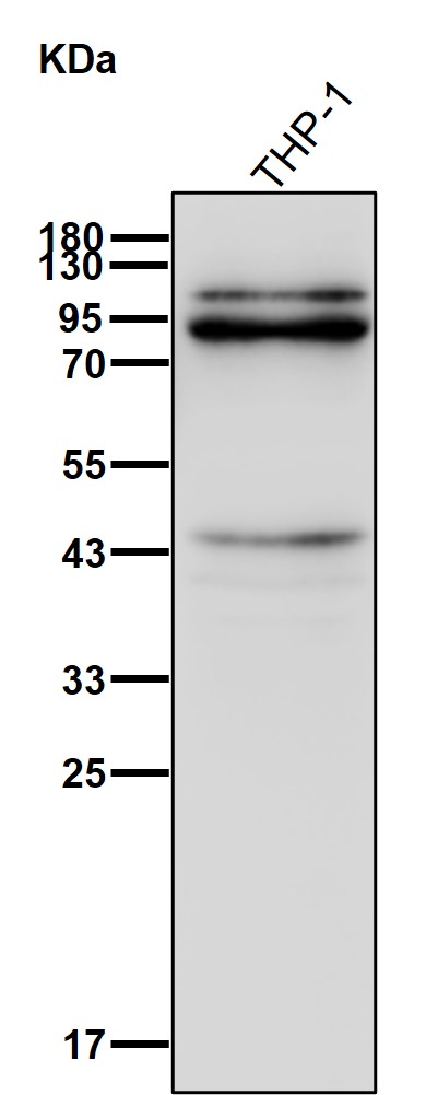 PLCD1 Ab