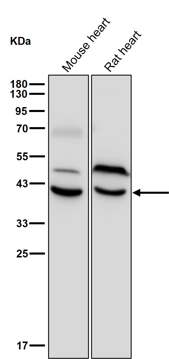 GPR26 Ab