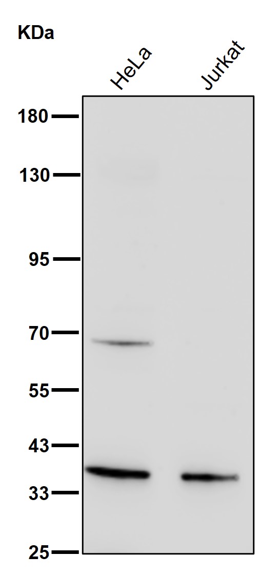 PEX7 Ab