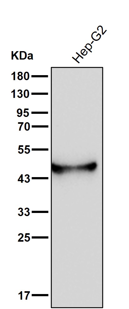 Aminoacylase 1 Ab