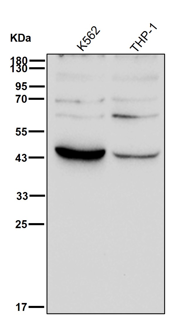 Aminoacylase 1 Ab