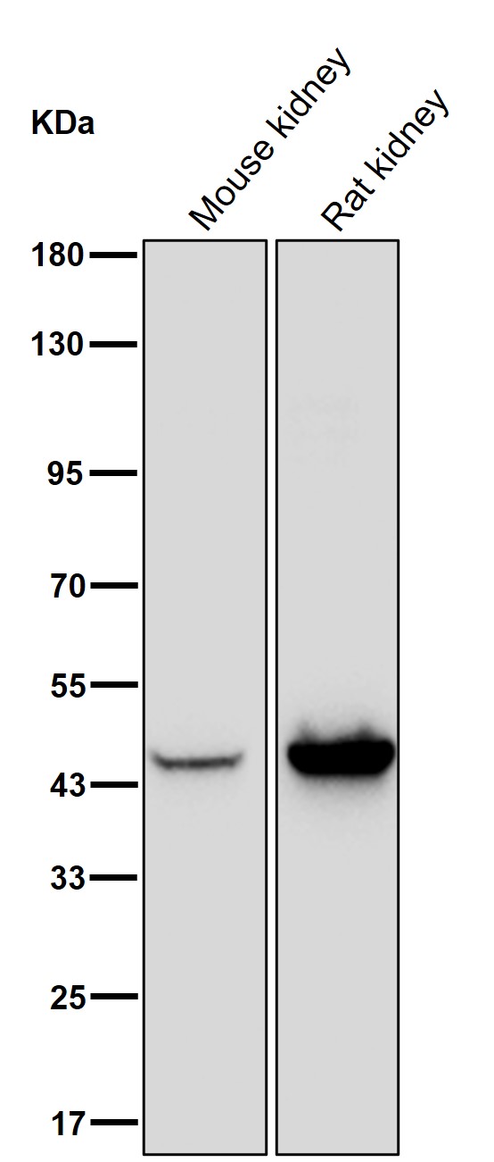 Aminoacylase 1 Ab