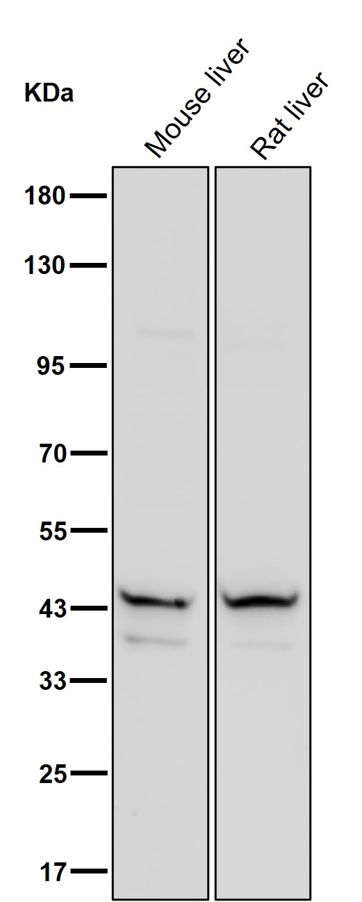 Aminoacylase 1 Ab