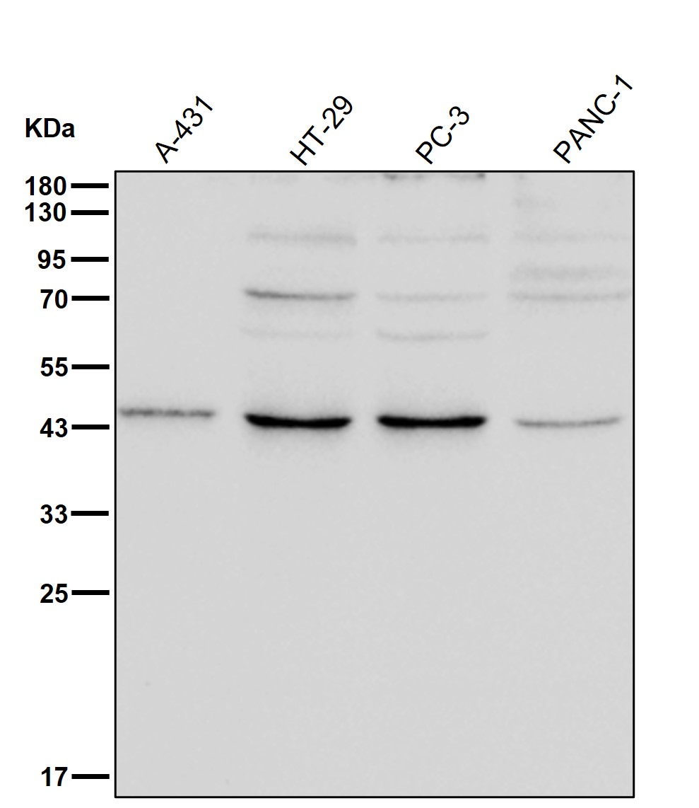 Aminoacylase 1 Ab