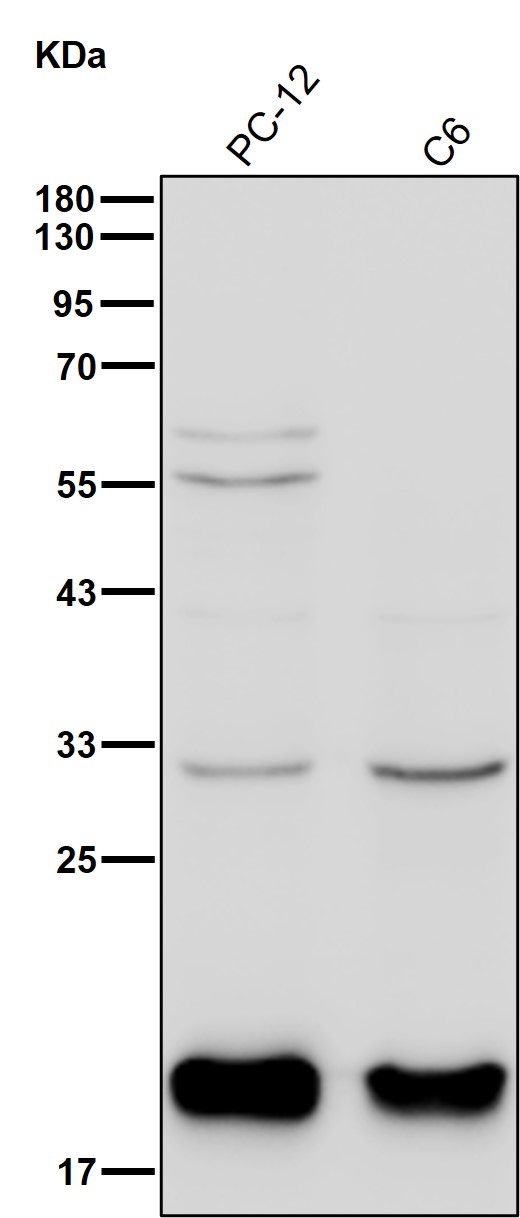 TMP21 Ab