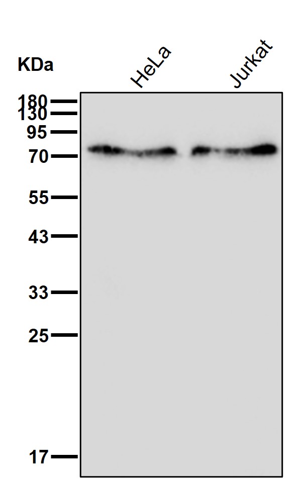 TAF15 Ab