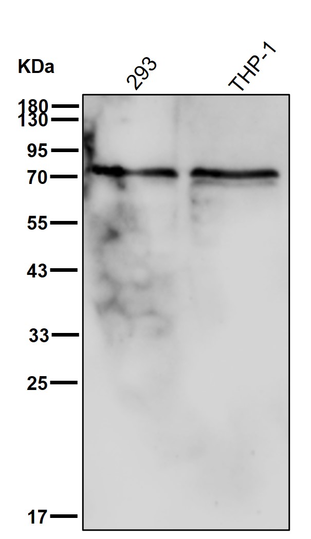 TAF15 Ab