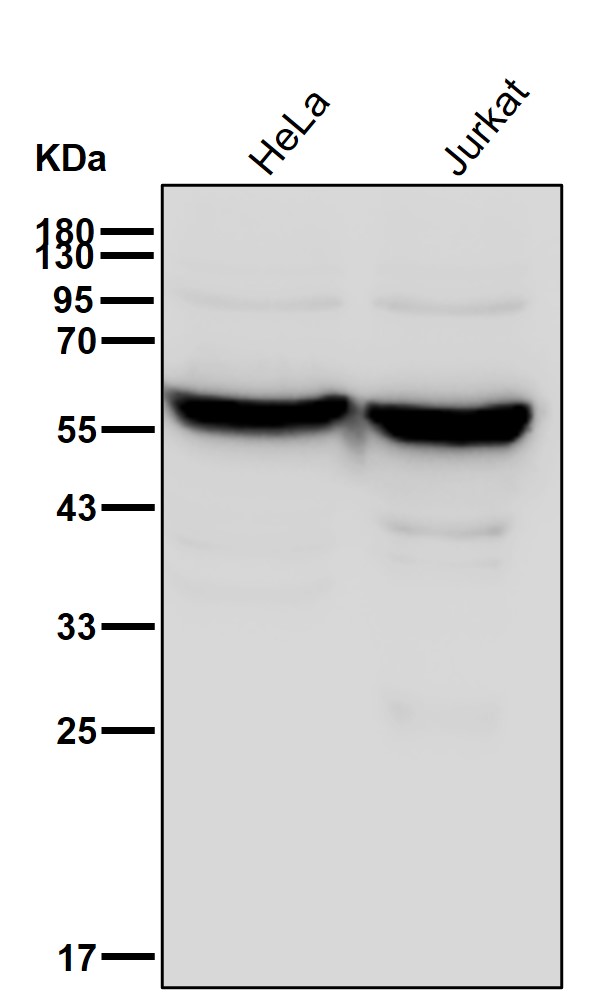 PTBP1 Ab