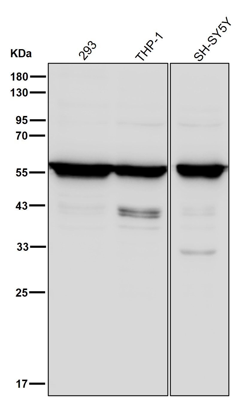PTBP1 Ab