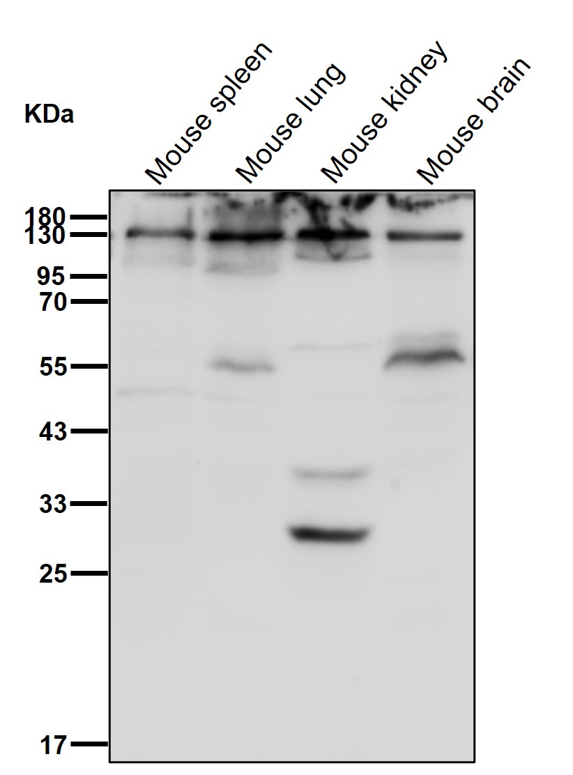 RPC2 Ab