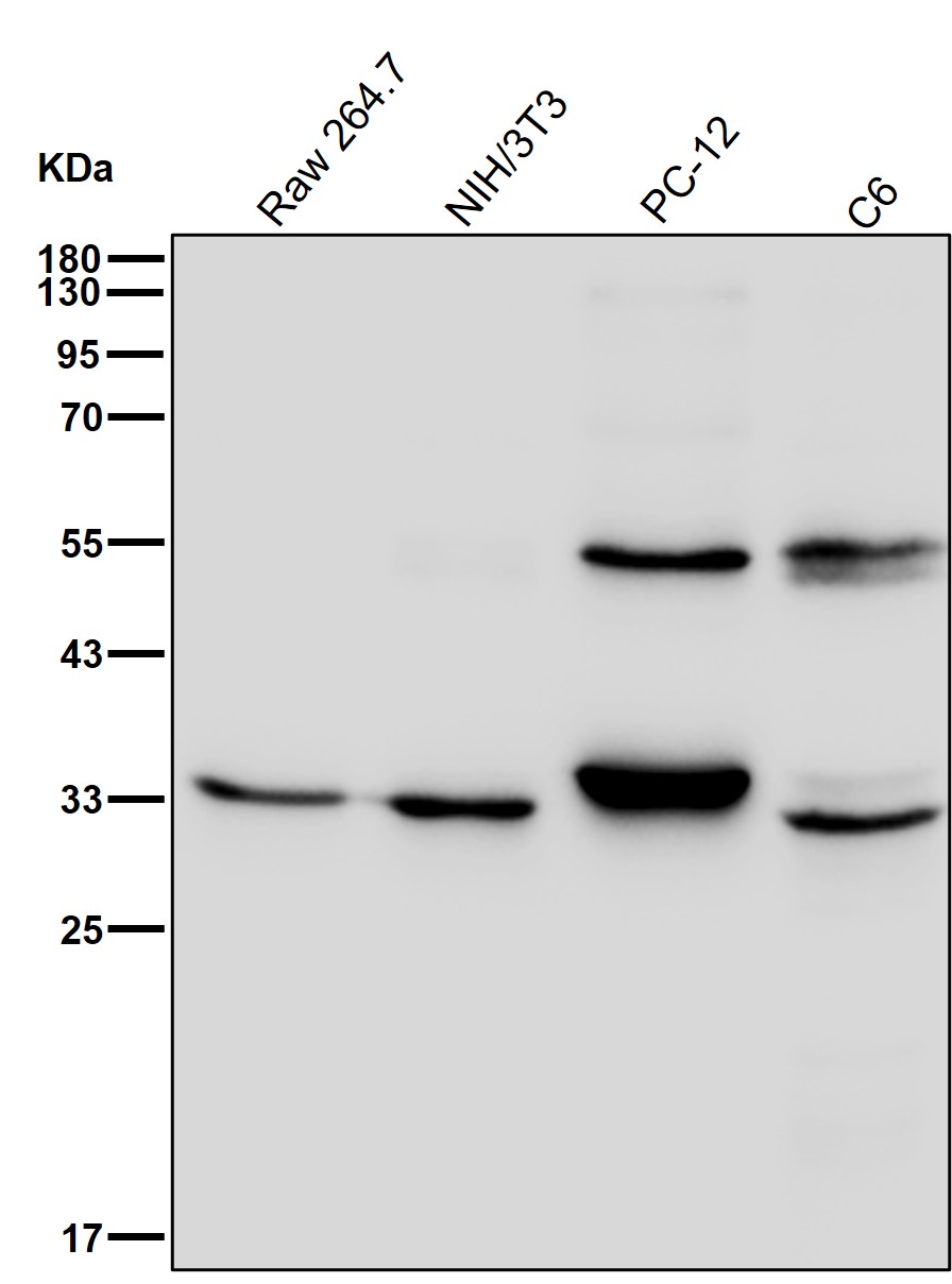 KCNMB3 Ab