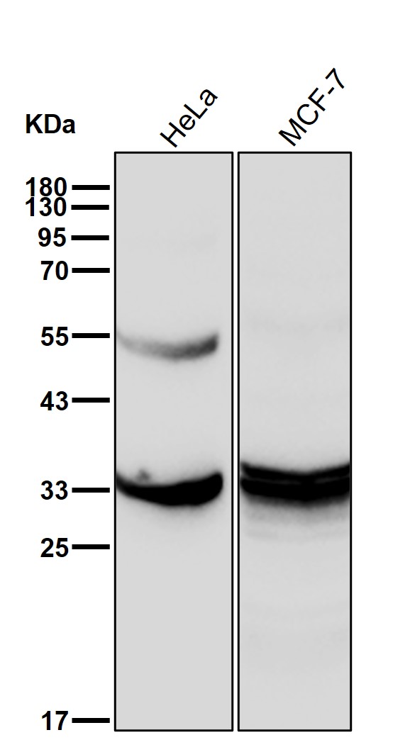KCNMB3 Ab