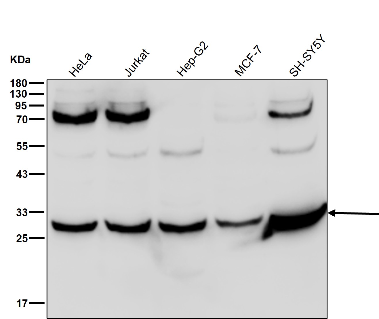 14-3-3 gamma Ab