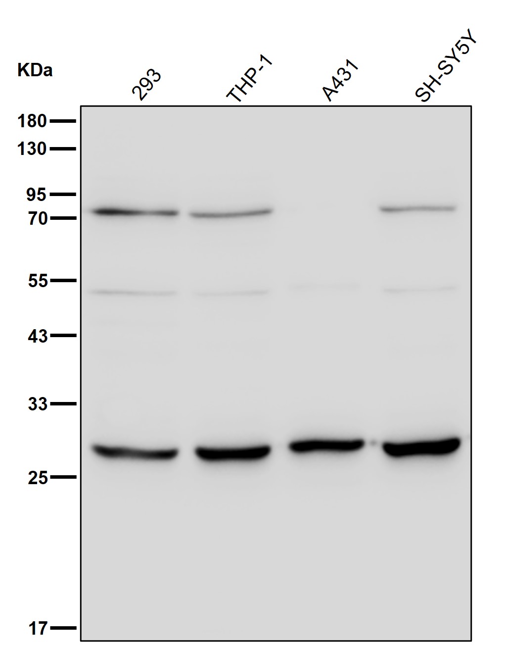 14-3-3 gamma Ab