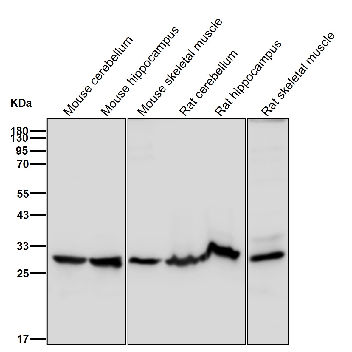 14-3-3 gamma Ab