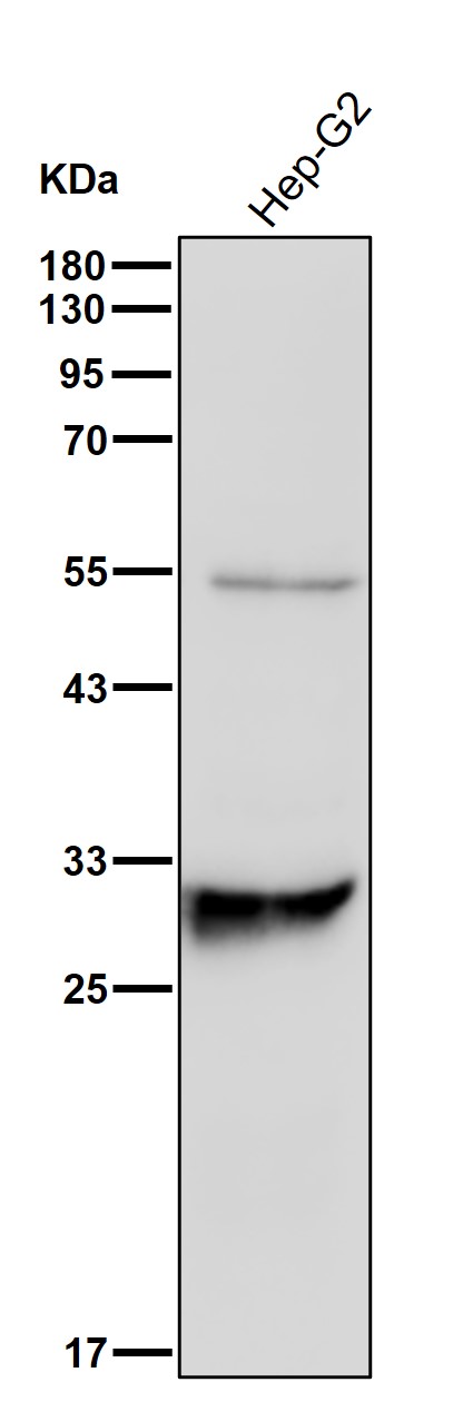 14-3-3 gamma Ab
