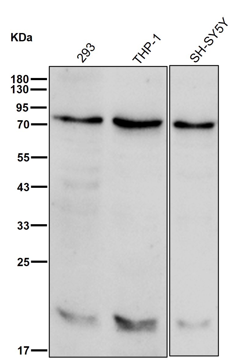 Neurotrophin 4 Ab