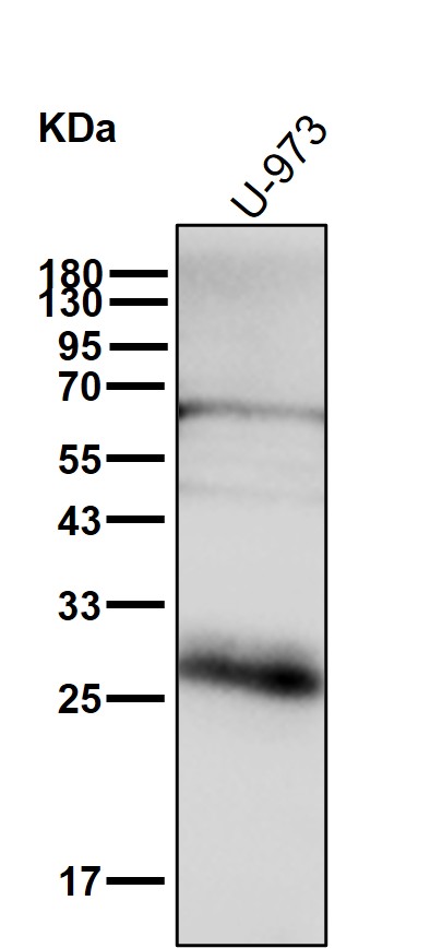 Azurocidin Ab