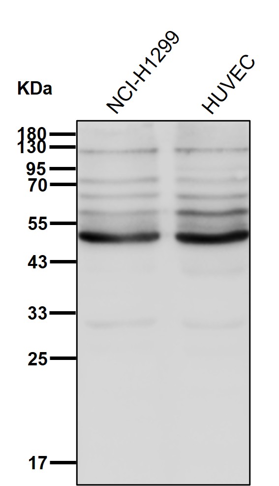 BTNL3 Ab