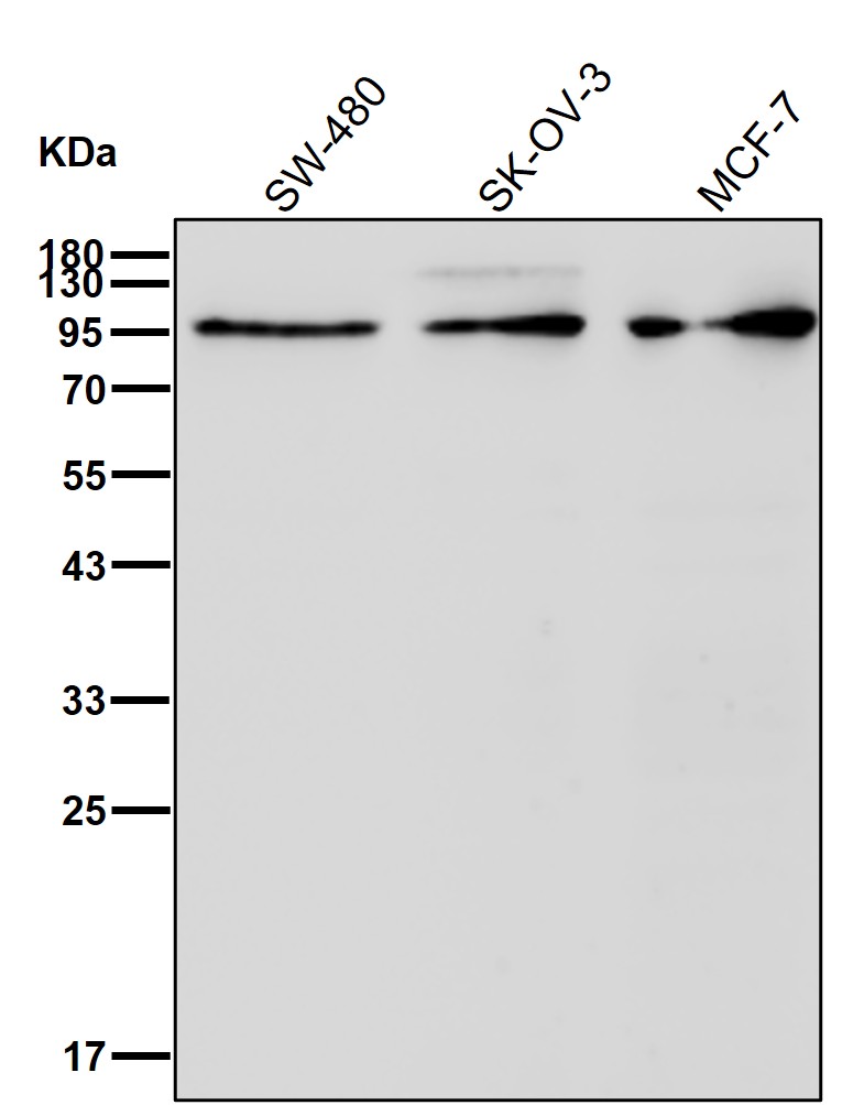 MARS1 Ab