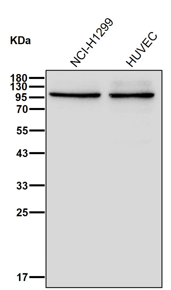 MARS1 Ab