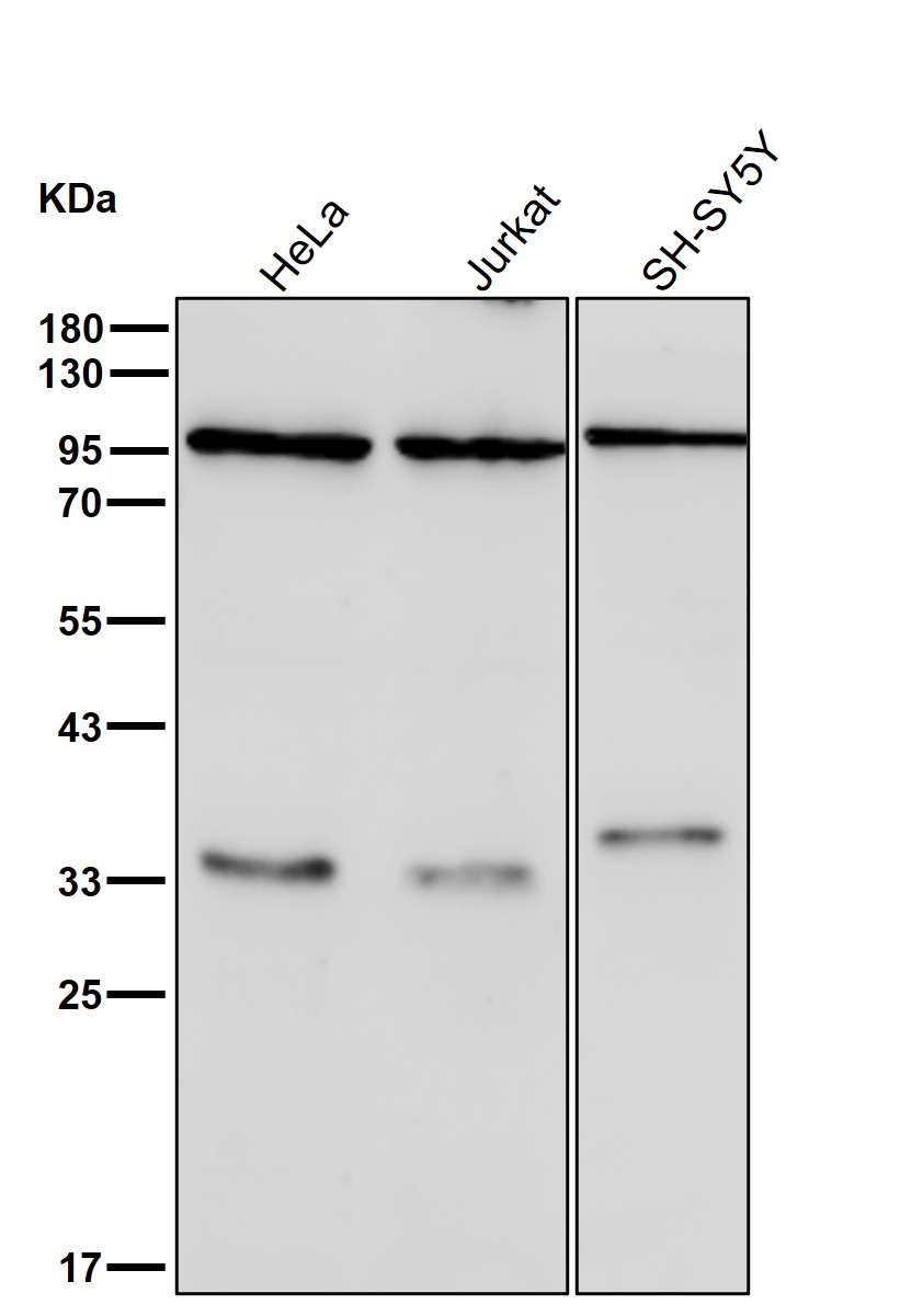 MARS1 Ab