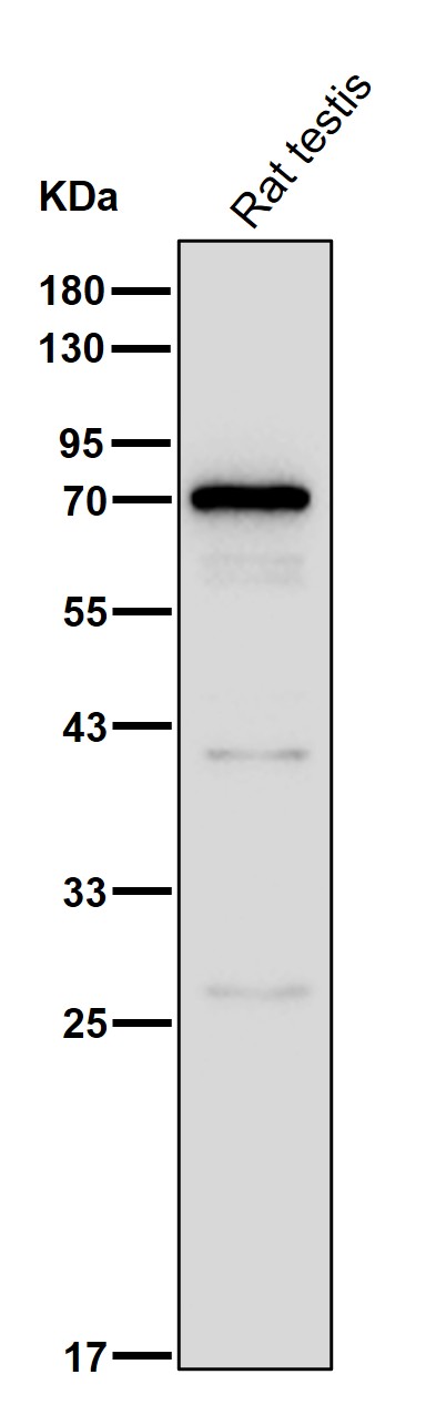 PABP 3 Ab
