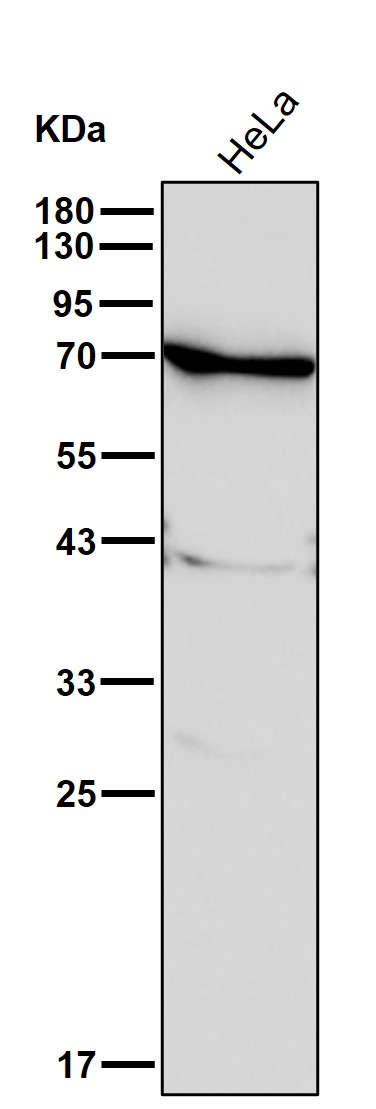 PABP 3 Ab