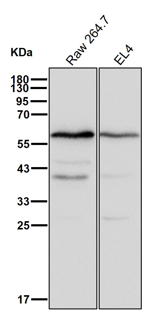 CDC25C Ab